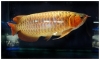 Quality-RTG-X-back-Super-Red-Asian-Arowana-Dragon-Fish-and-others-for-sale